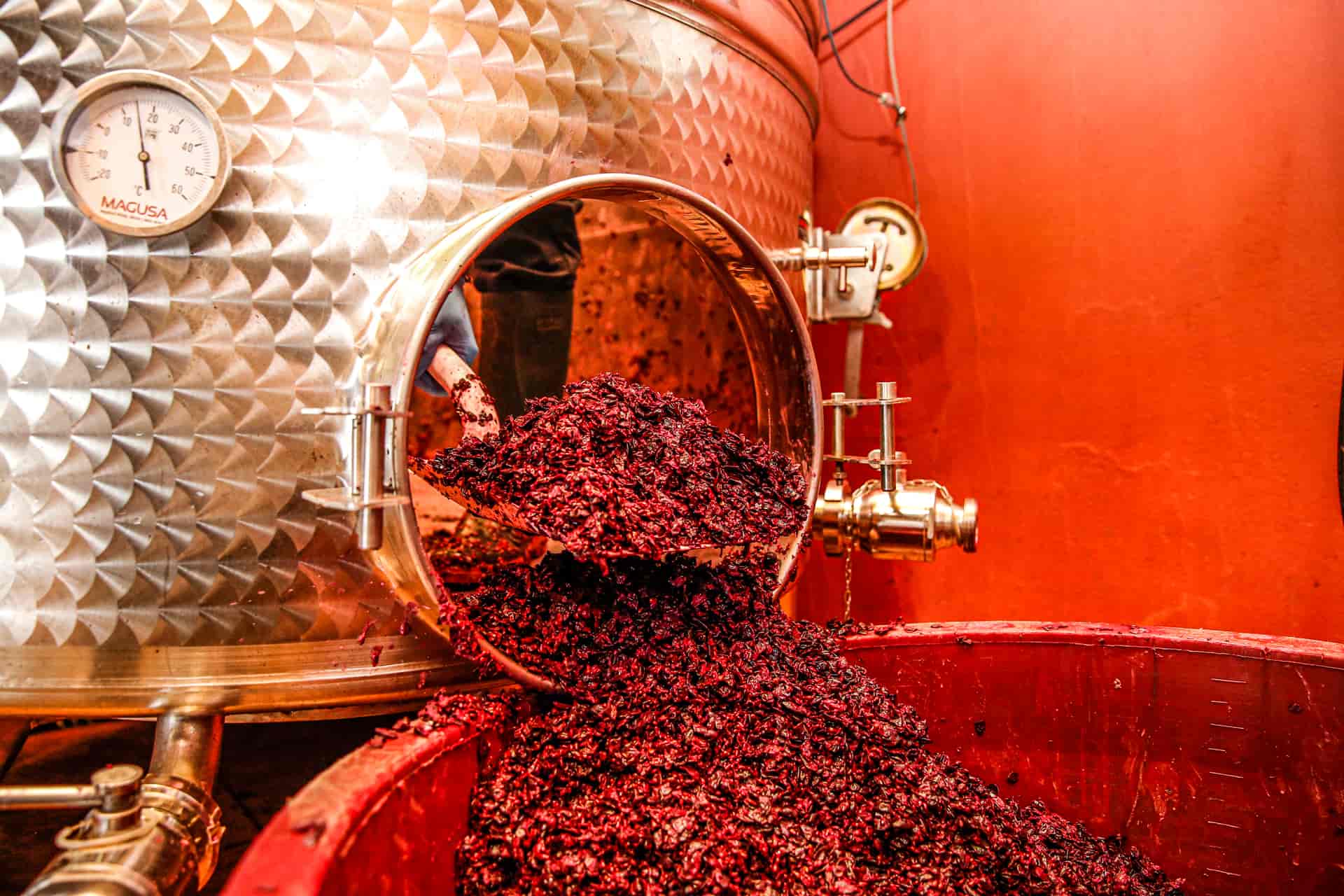Proceso de elaboración del vino