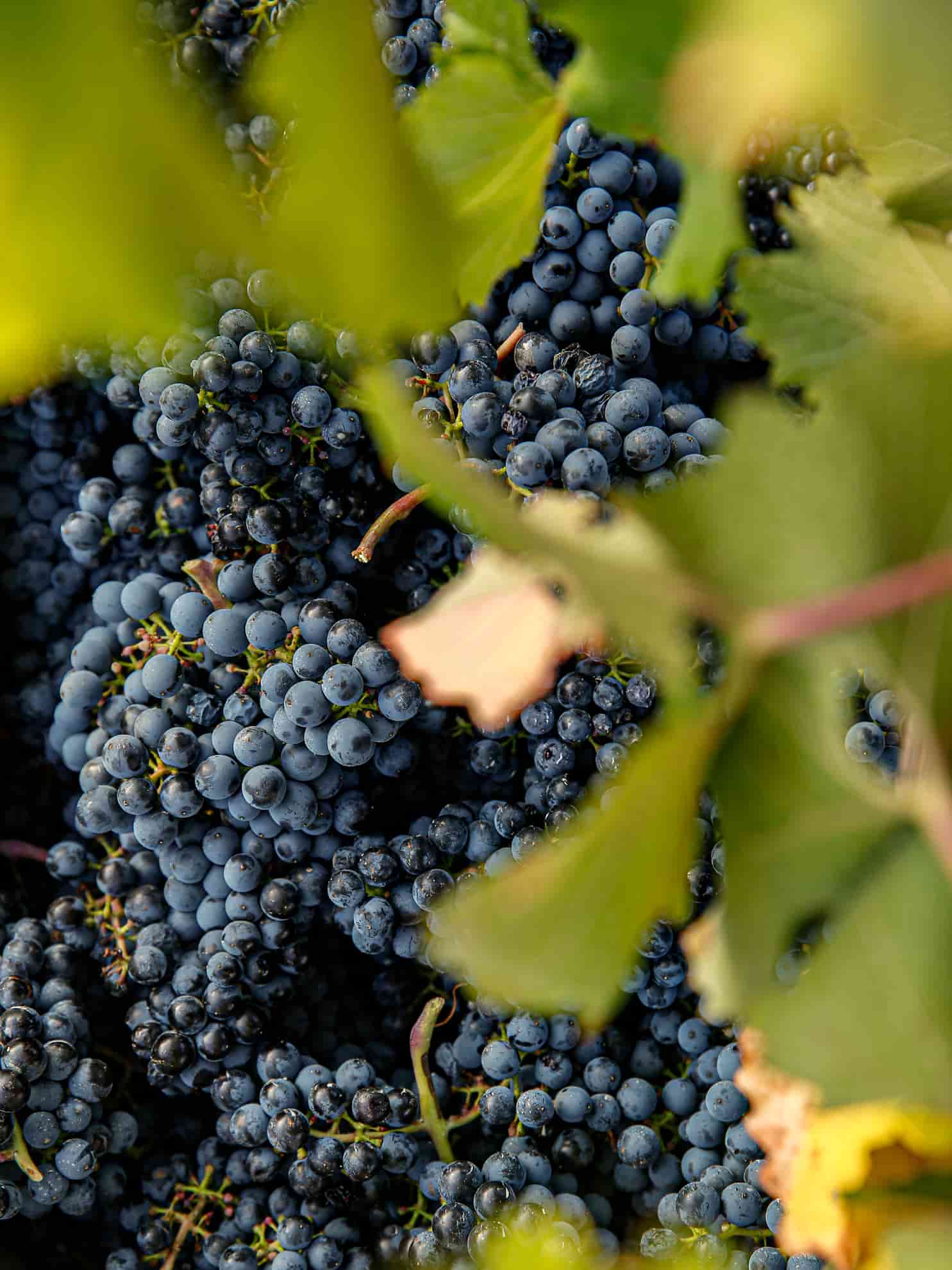 Uvas del viñedo Terra D'Art